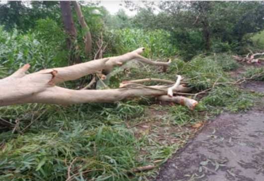 इस पेड़ के गिरने के कारण पिता और बेटी की मोत हुई।